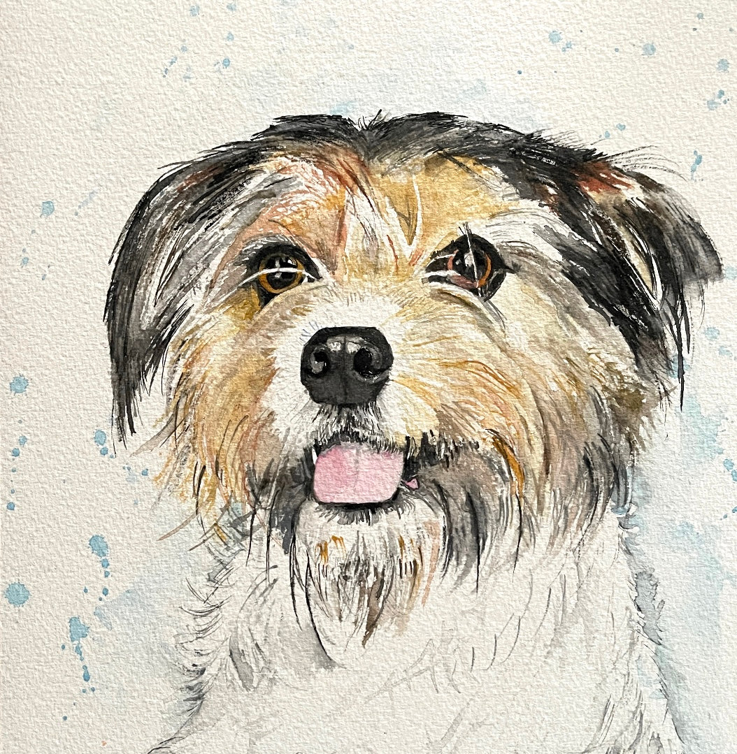 Pet Portraits